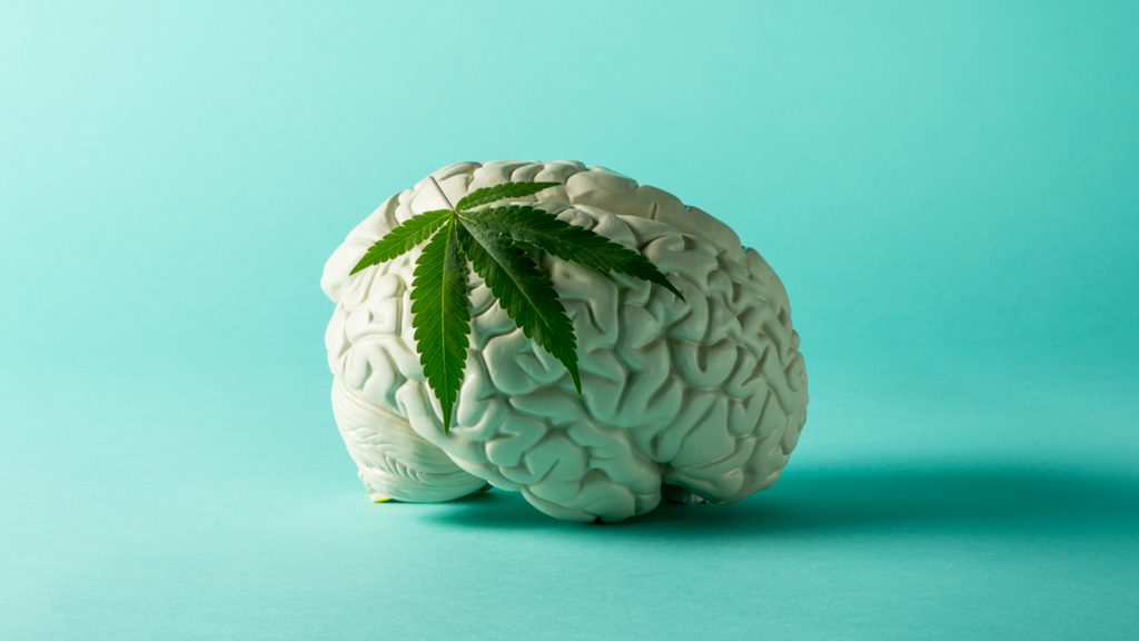 THC and your body and brain