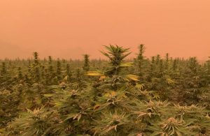 wildfires hemp, Study suggests West Coast hemp growers escaped smoke damage from wildfires