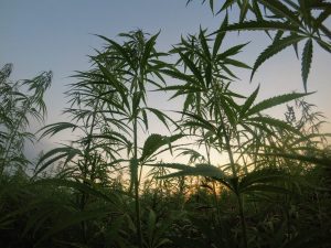 , Hemp provides American Indian tribes with new economic opportunities, commercial partnerships