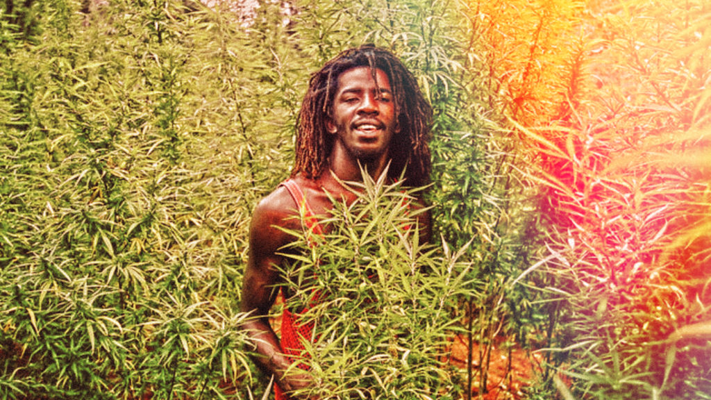 Jamaica is facing a big marijuana shortage