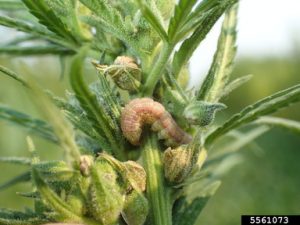 pests and cannabis, Four key pests to watch out for during this outdoor cannabis growing season