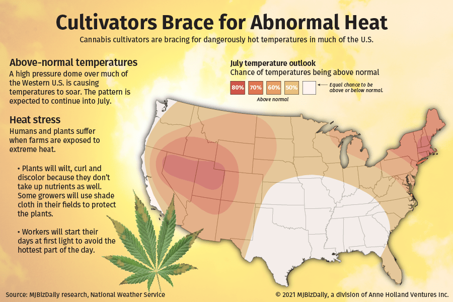 cannabis and extreme heat, How cannabis growers can manage unseasonably warm temperatures