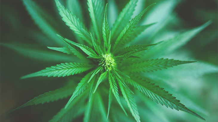 Nevada: New Marijuana Laws Took Effect This Month